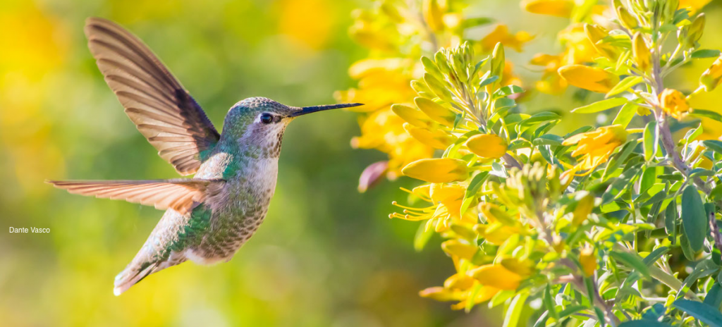 A hummingbird hovers near vibrant yellow flowers in a sunlit garden.
